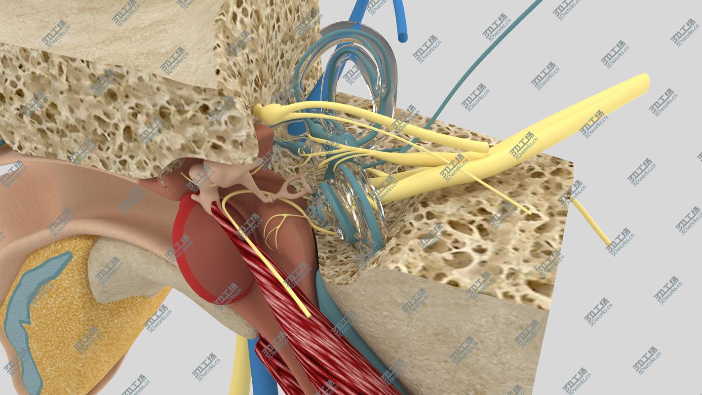 images/goods_img/202104022/Ear Anatomy/4.jpg